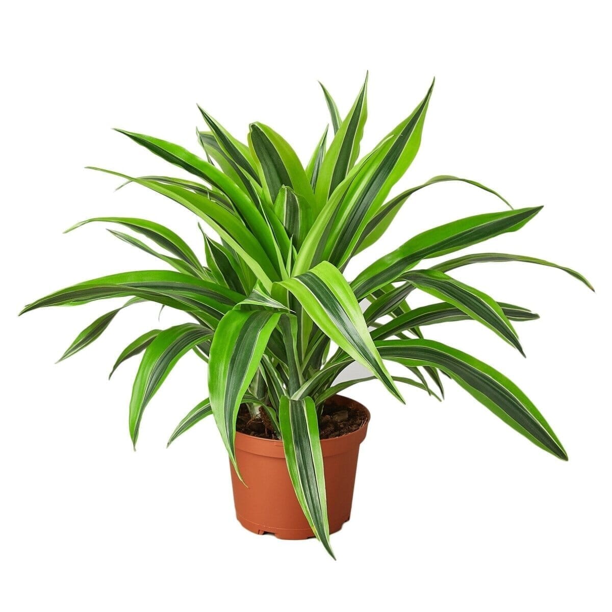 Dracaena Deremensis 'Lemon Surprise'-Indoor Plants-Trendy Gardener