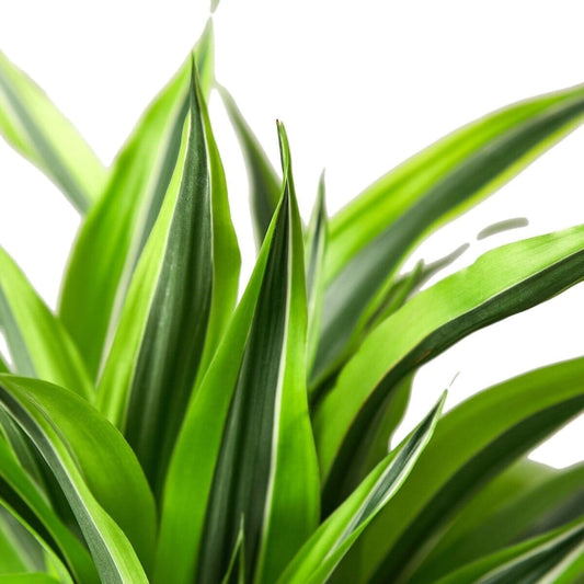 Dracaena Deremensis 'Lemon Surprise'-Indoor Plants-Trendy Gardener