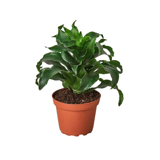 Dracaena 'Dragon Tree Twister' - 4" Pot-Indoor Plants-Trendy Gardener