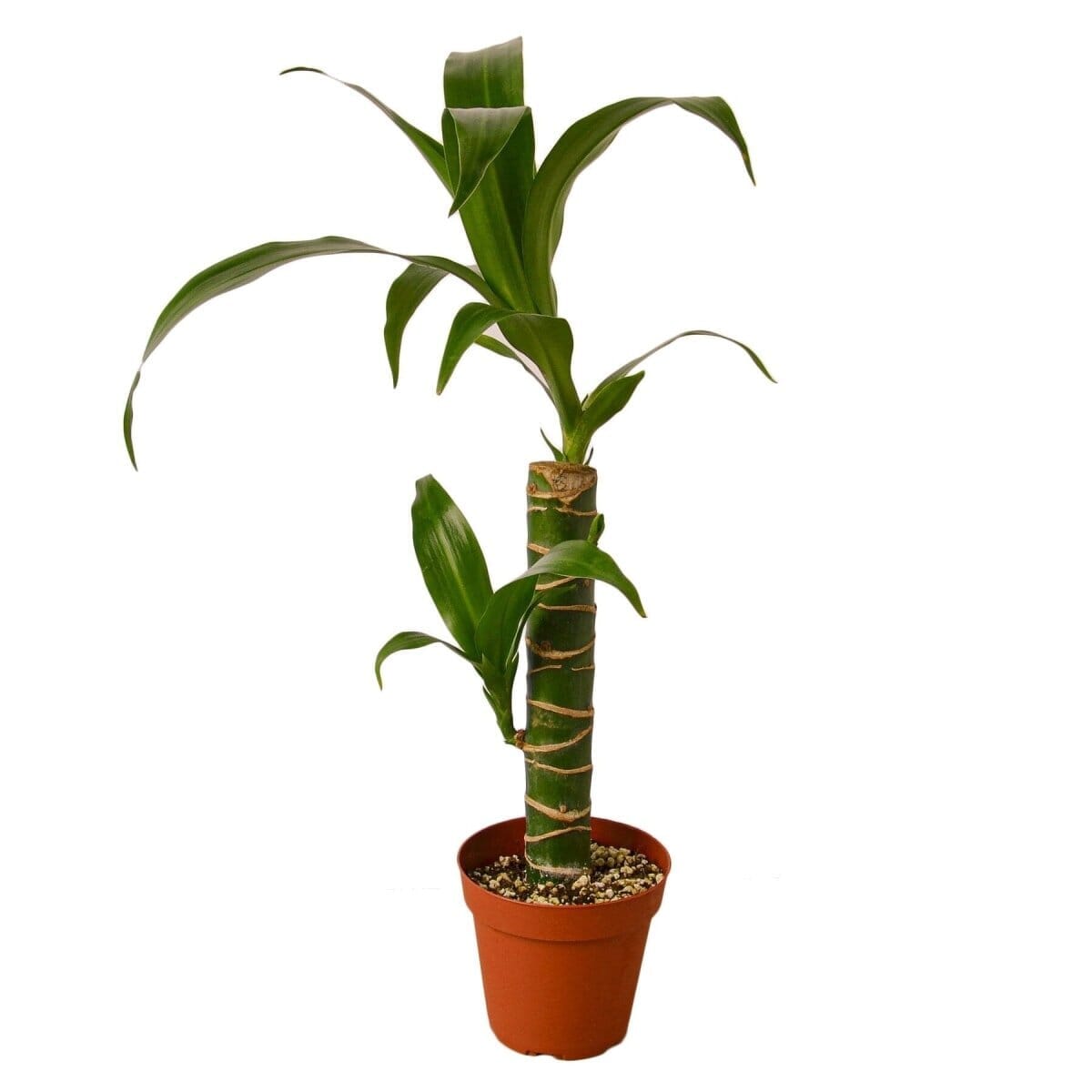 Dracaena Elegance-4" Plant-Trendy Gardener