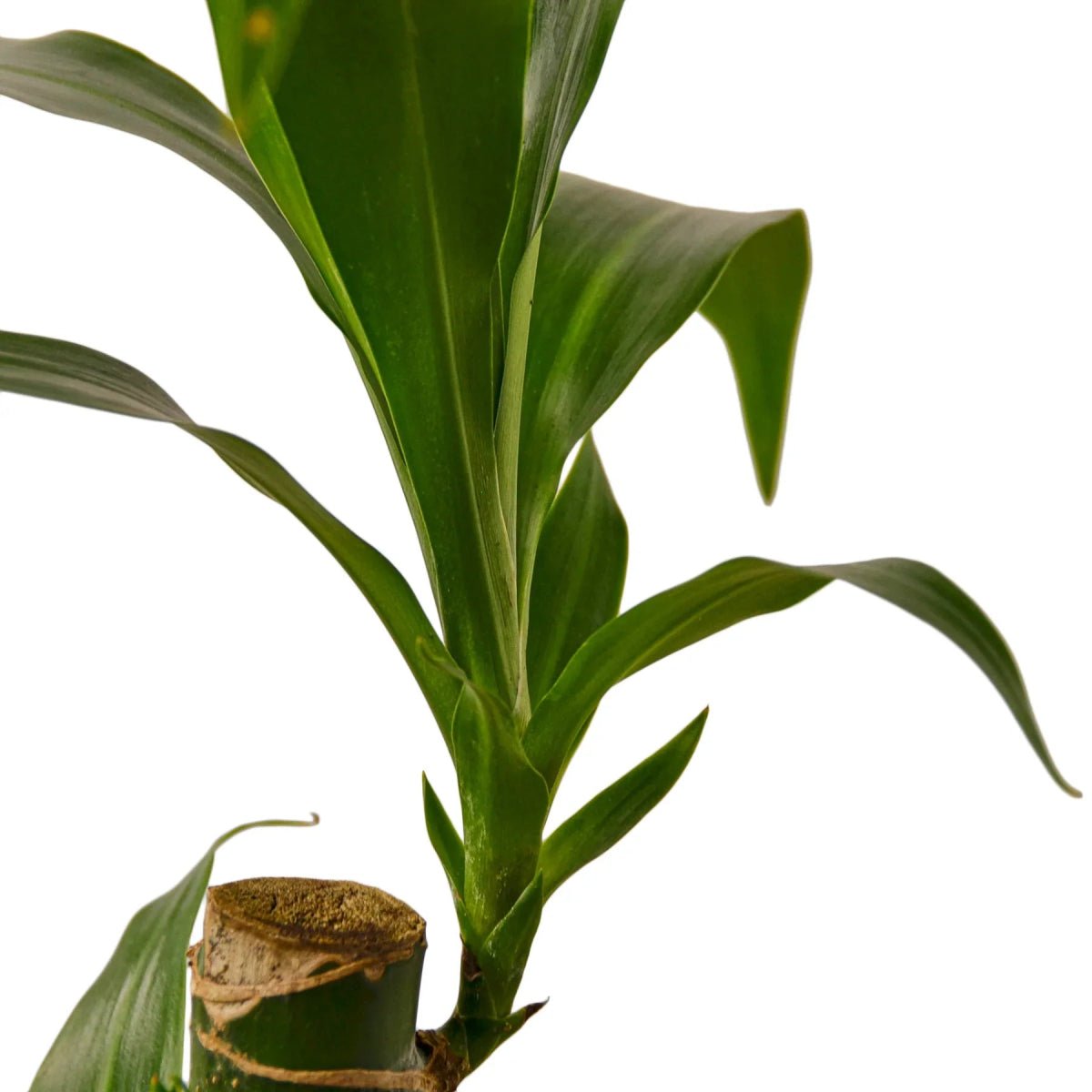 Dracaena Elegance-4" Plant-Trendy Gardener