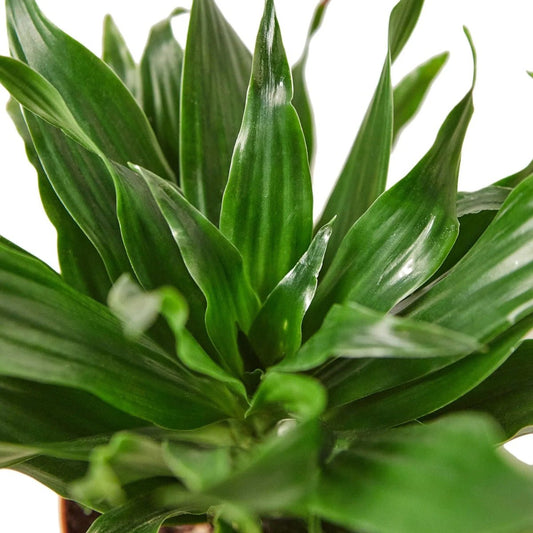 Dracaena 'Janet Craig'-Indoor Plants-Trendy Gardener