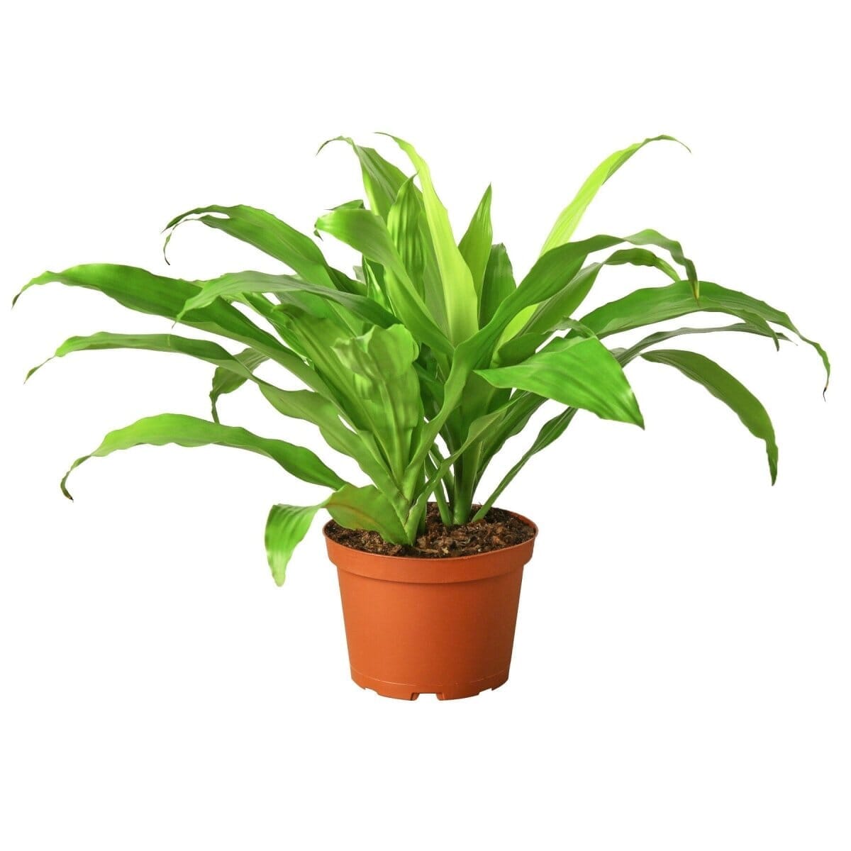 Dracaena 'Lime Light'-Indoor Plants-Trendy Gardener