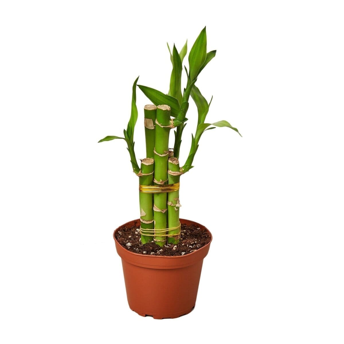 Dracaena 'Lucky Bamboo'-4" Plant-Trendy Gardener