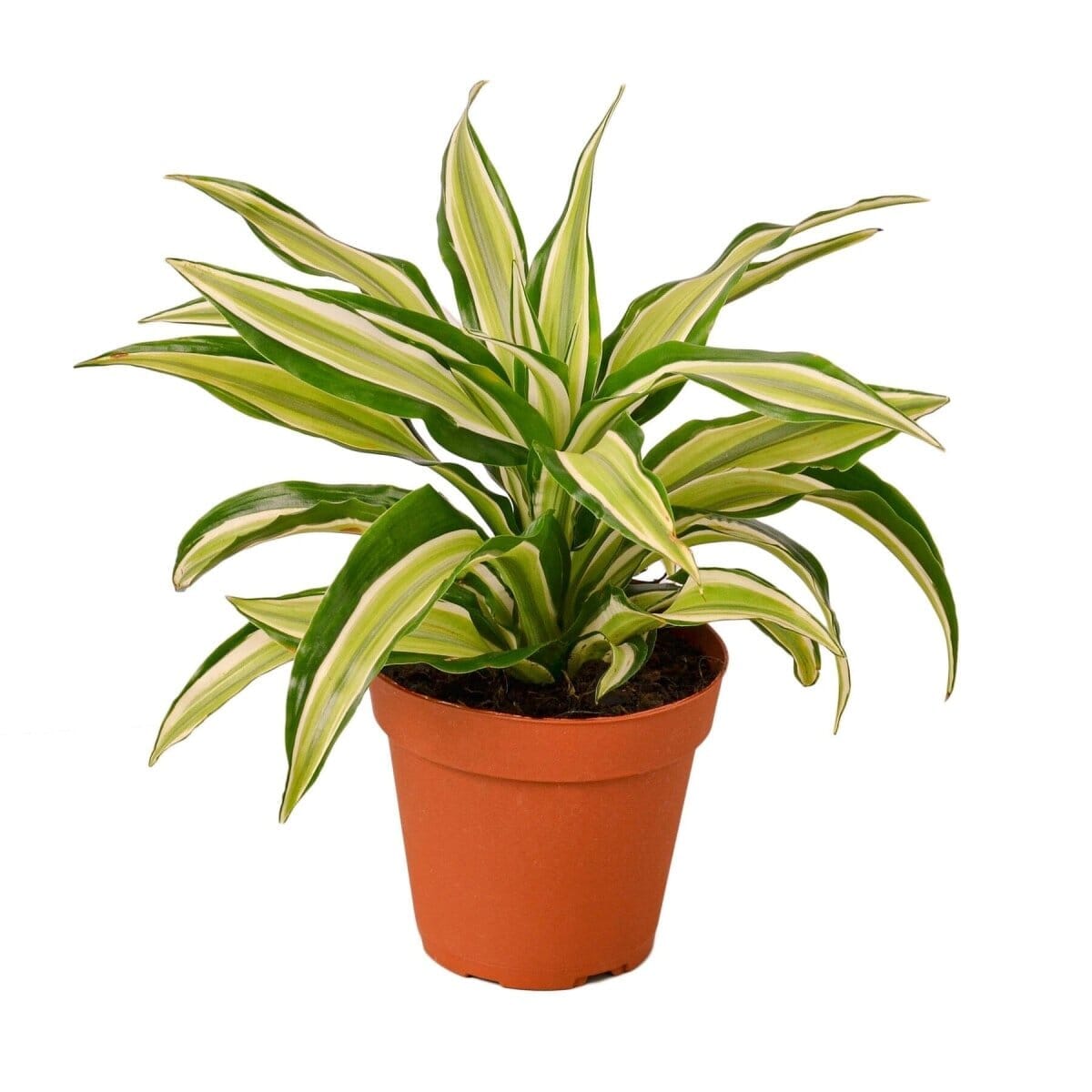 Dracaena 'Malaika'-4" Plant-Trendy Gardener