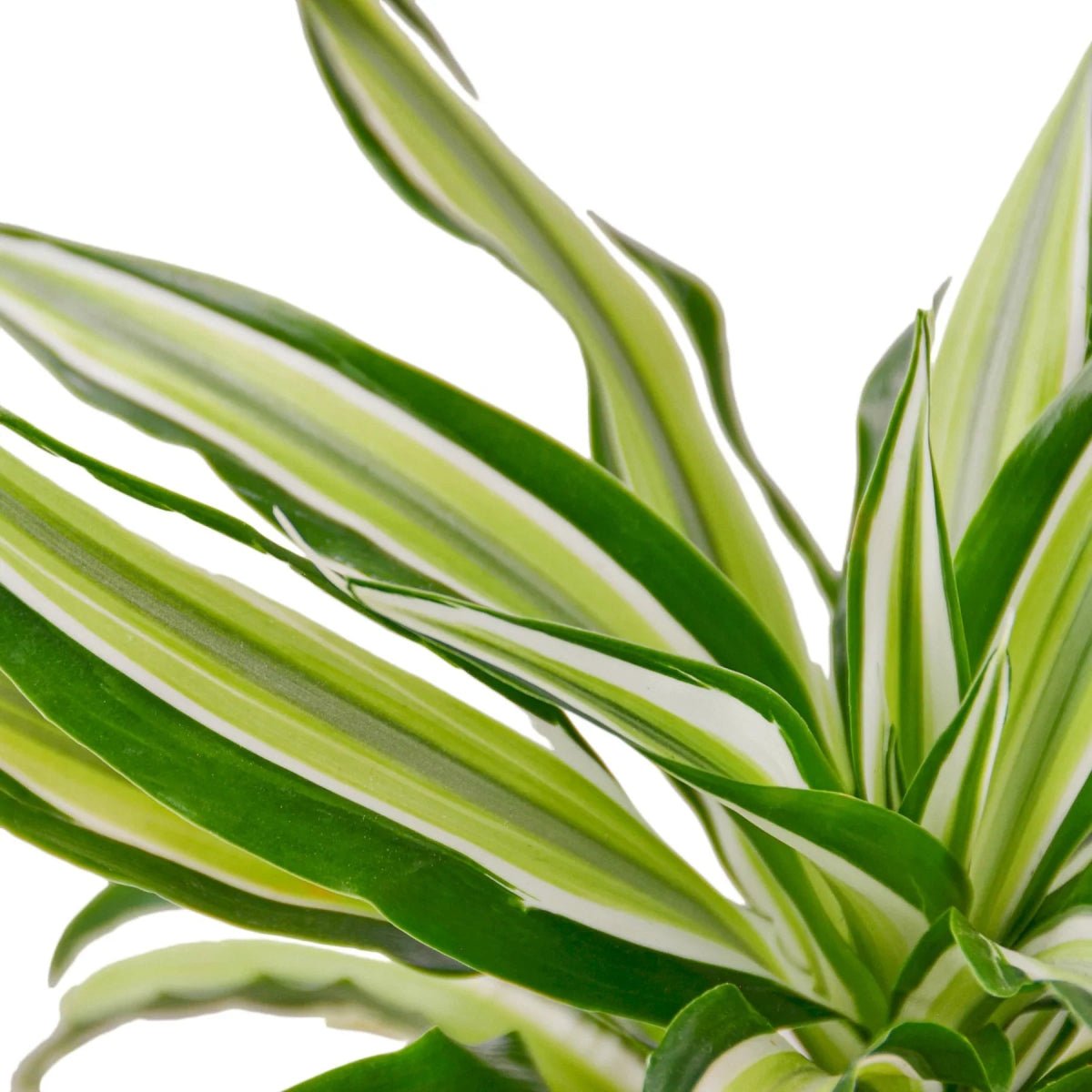 Dracaena 'Malaika'-4" Plant-Trendy Gardener