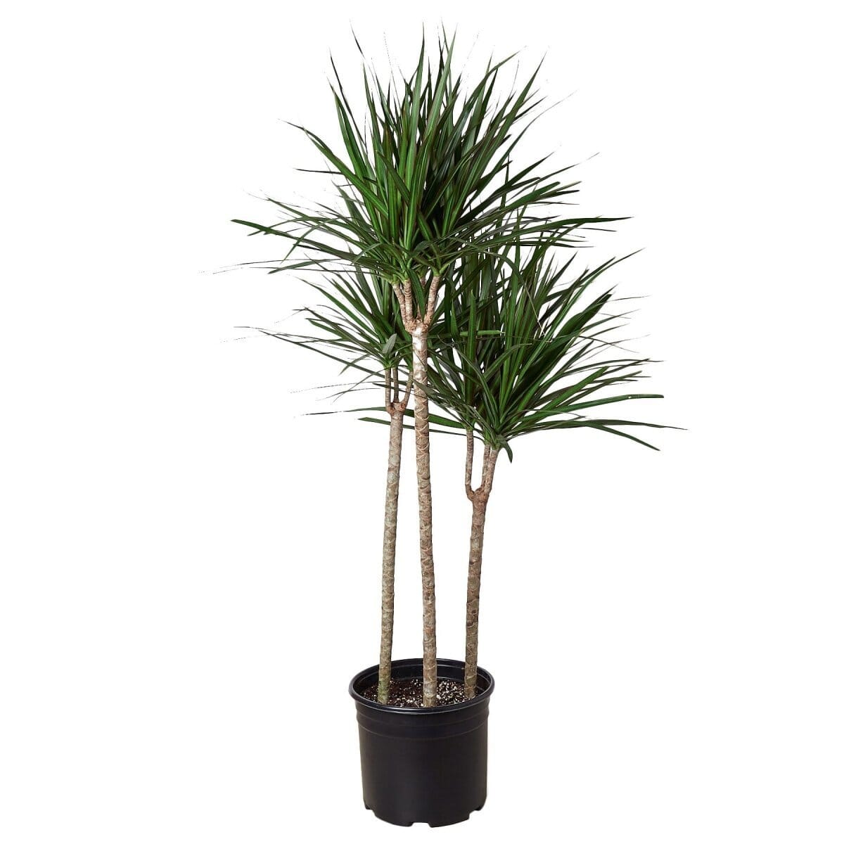 Dracaena Marginata Cane - 10" Pot-Indoor Plants-Trendy Gardener