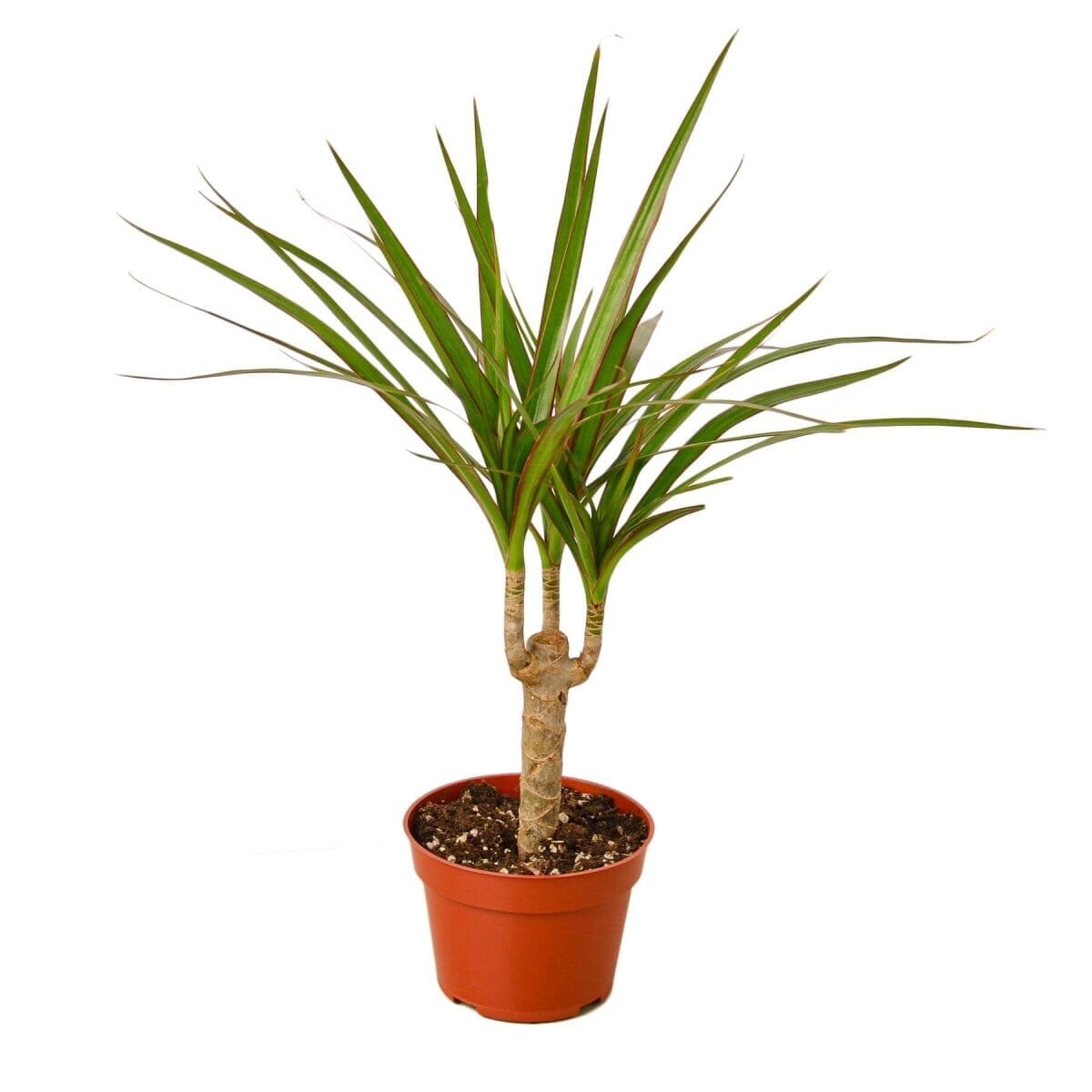 Dracaena Marginata Cane-Indoor Plants-Trendy Gardener