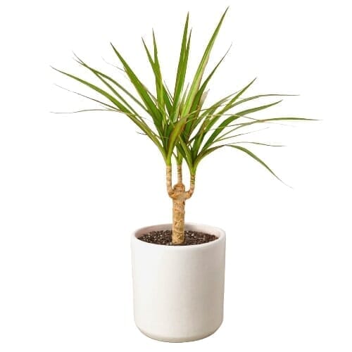 Dracaena Marginata Cane-Indoor Plants-Trendy Gardener