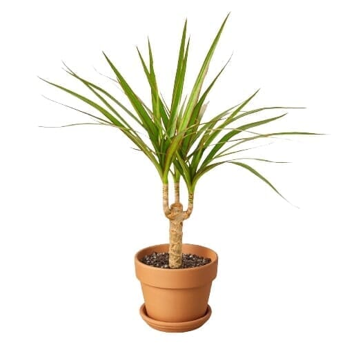 Dracaena Marginata Cane-Indoor Plants-Trendy Gardener