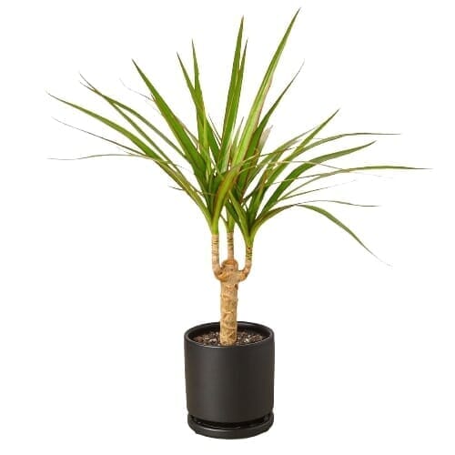 Dracaena Marginata Cane-Indoor Plants-Trendy Gardener