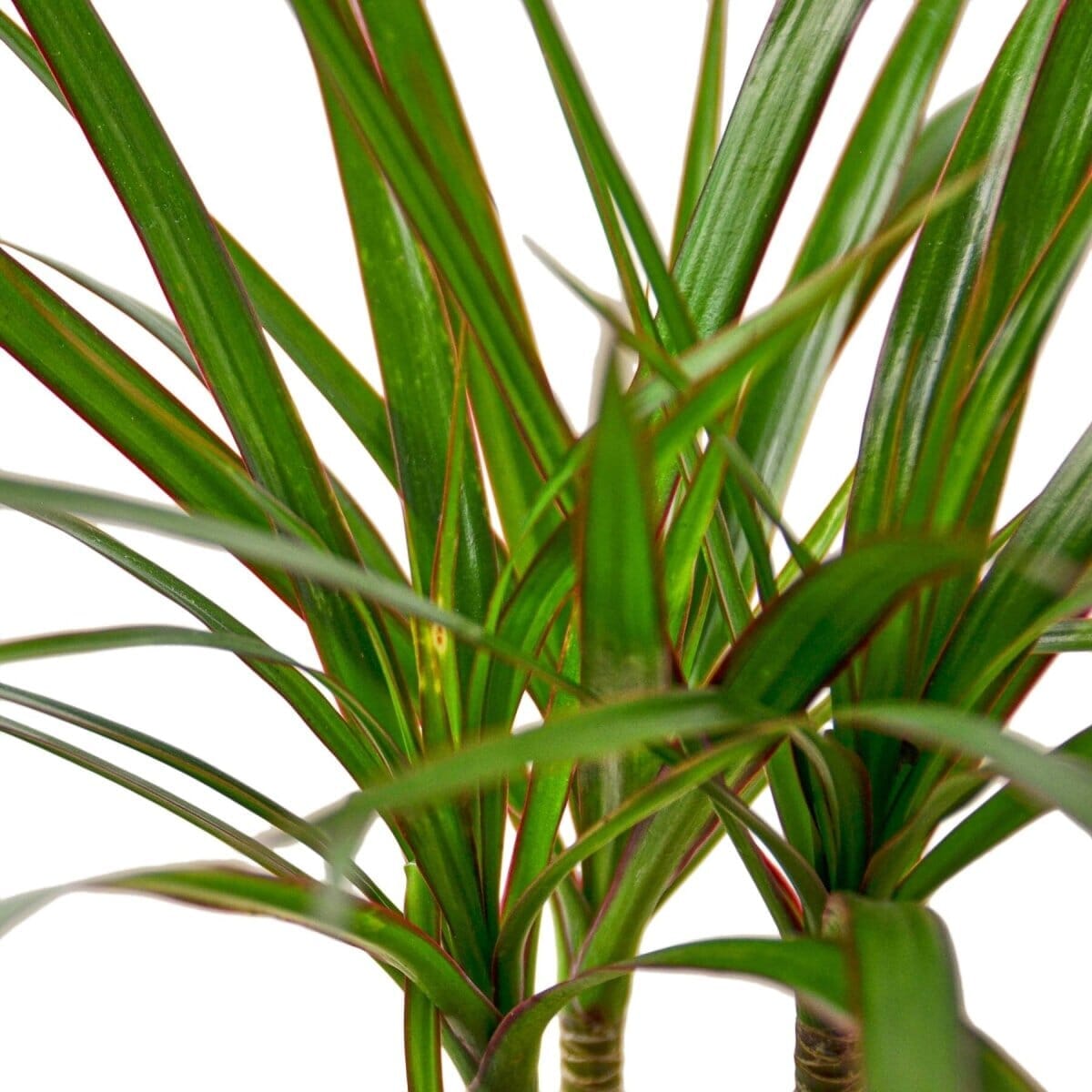 Dracaena Marginata Cane-Indoor Plants-Trendy Gardener