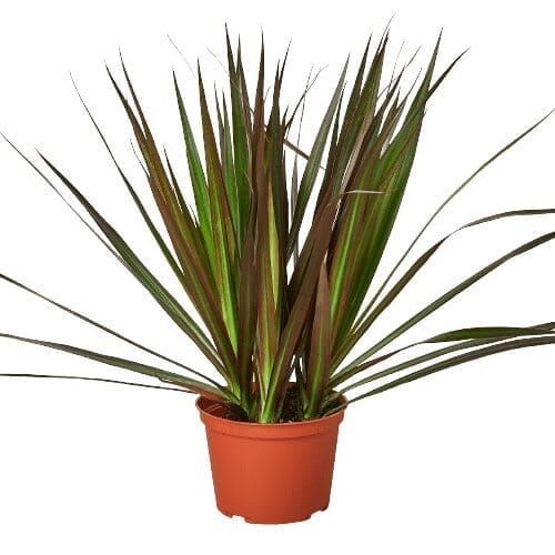 Dracaena 'Marginata Magenta'-Indoor Plants-Trendy Gardener