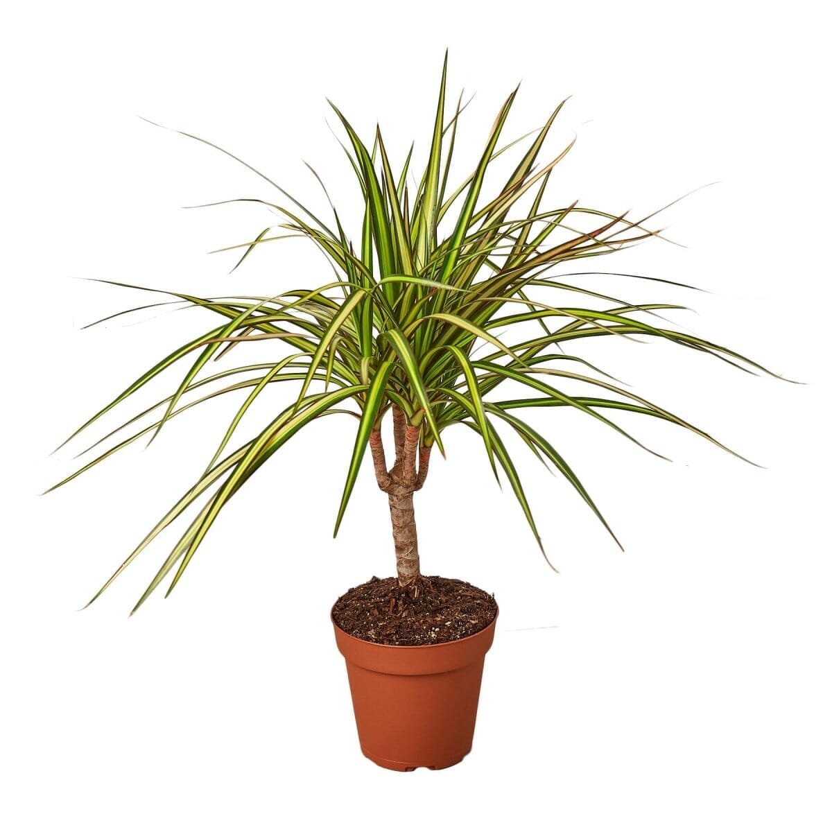 Dracaena Marginata 'Sunshine'-Indoor Plants-Trendy Gardener