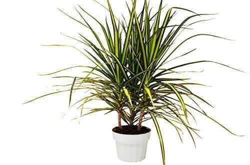 Dracaena Marginata 'Sunshine'-Indoor Plants-Trendy Gardener