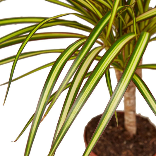 Dracaena Marginata 'Sunshine'-Indoor Plants-Trendy Gardener