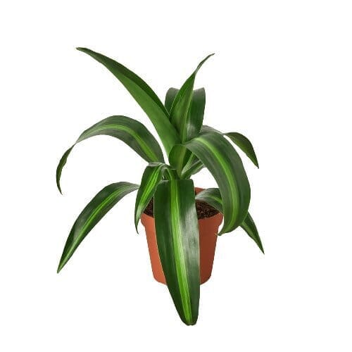 Dracaena 'Massangeana' - 4" Pot-Indoor Plants-Trendy Gardener