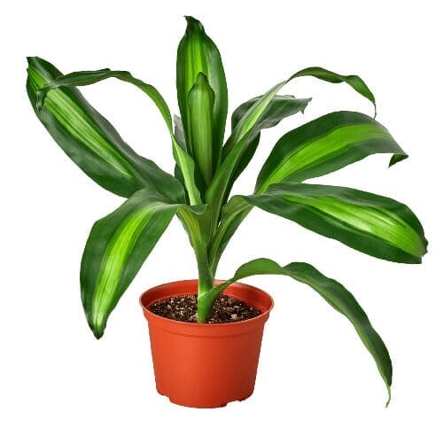 Dracaena Massangeana-Indoor Plants-Trendy Gardener