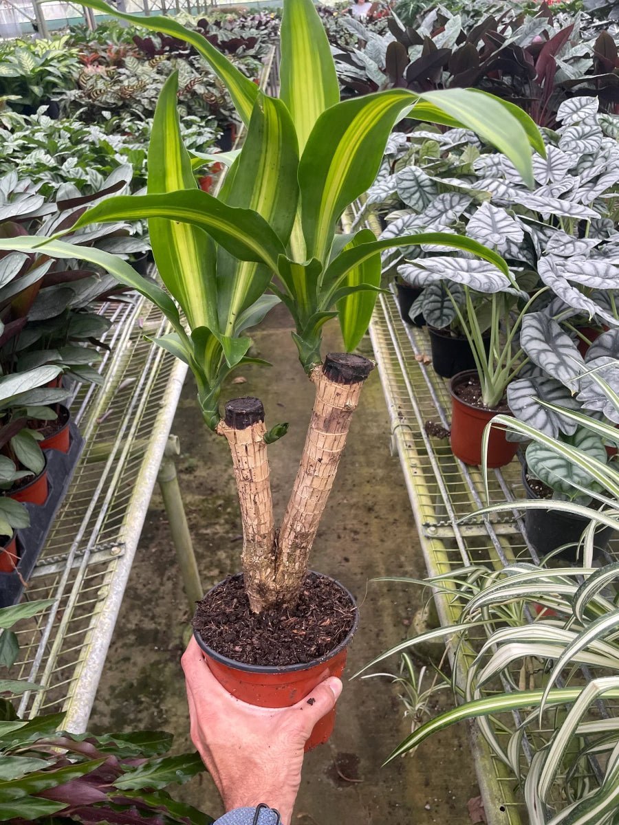 Dracaena Massangeana-Indoor Plants-Trendy Gardener