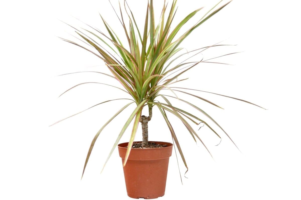 Dracaena 'Red Margined' - 4" Pot-Indoor Plants-Trendy Gardener