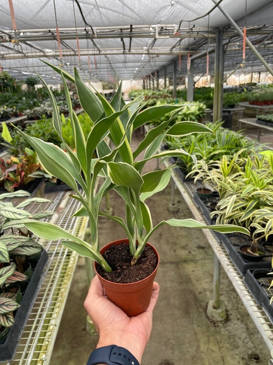 Dracaena 'Sanderiana'-Indoor Plants-Trendy Gardener