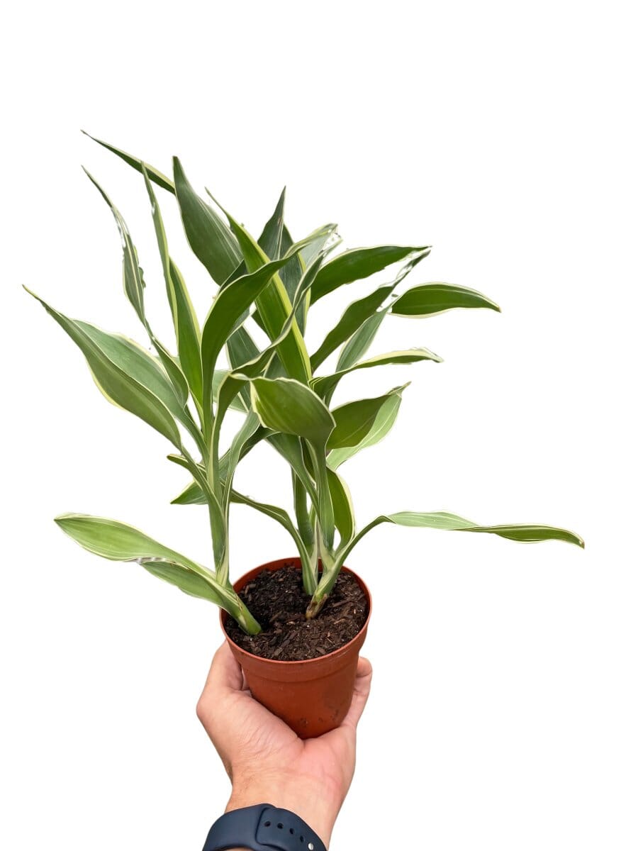 Dracaena 'Sanderiana'-Indoor Plants-Trendy Gardener