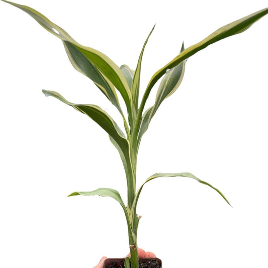 Dracaena 'Sanderiana' Indoor Plants Trendy Gardener 