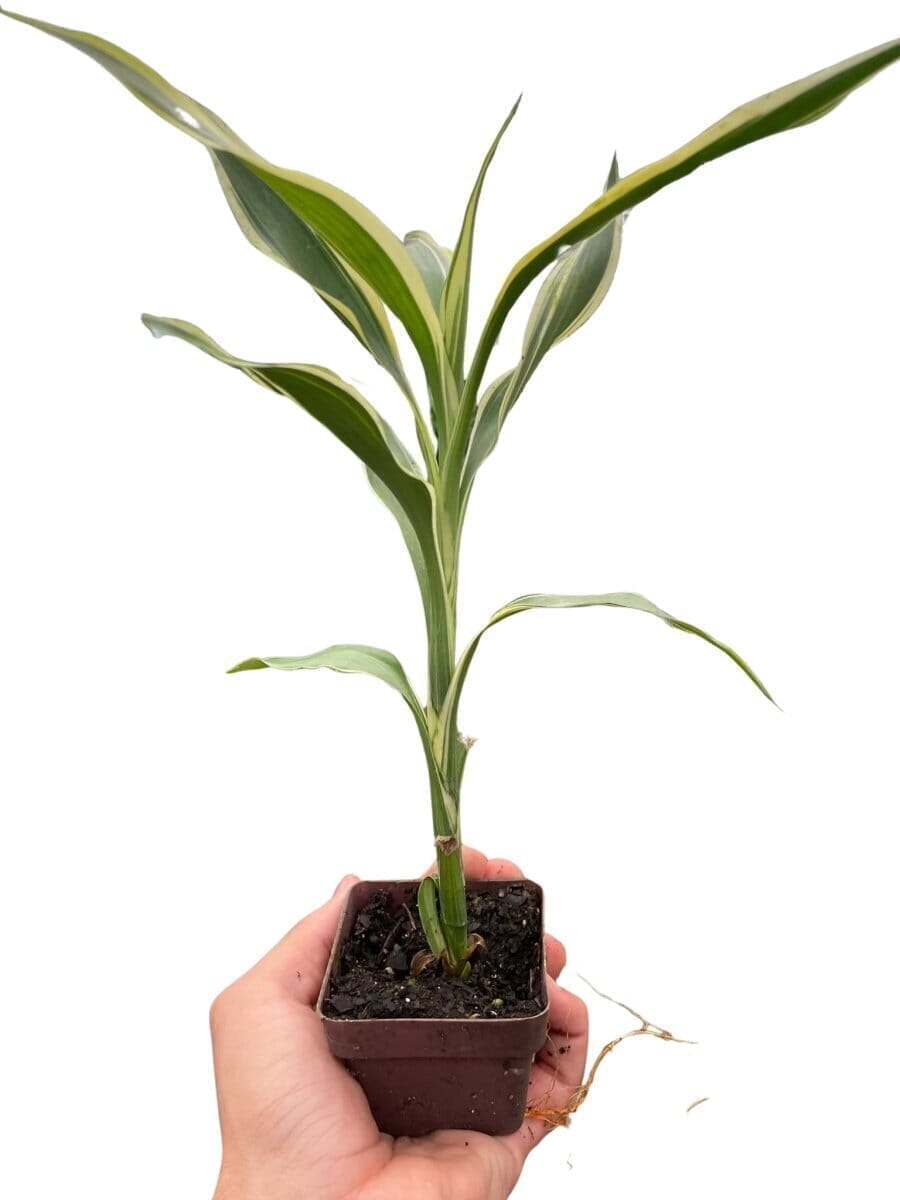 Dracaena 'Sanderiana' Indoor Plants Trendy Gardener 