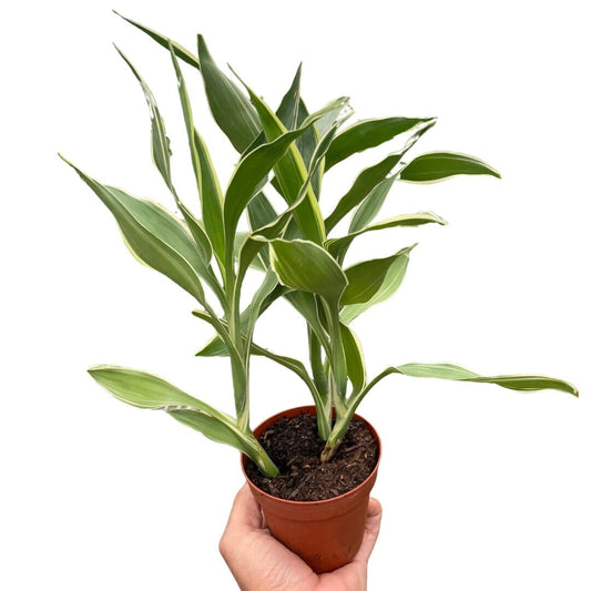 Dracaena 'Sanderiana'-Indoor Plants-Trendy Gardener