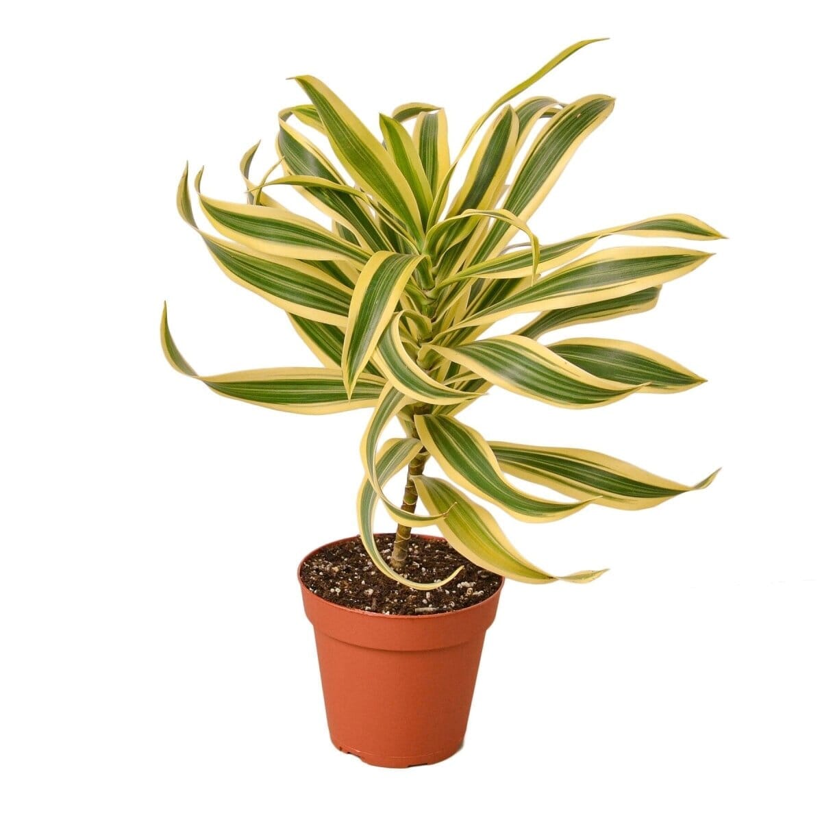 Dracaena 'Song of India'-Indoor Plants-Trendy Gardener