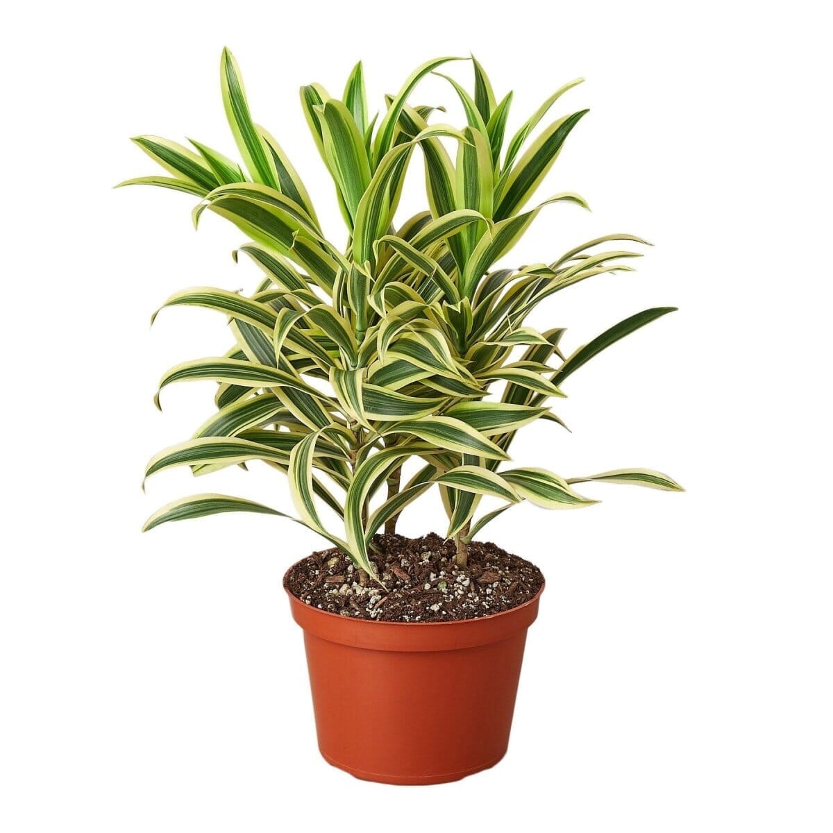 Dracaena 'Song of India'-Indoor Plants-Trendy Gardener