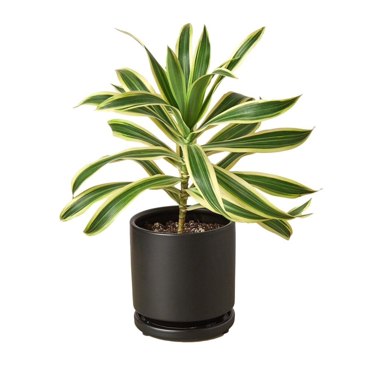 Dracaena 'Song of India'-Indoor Plants-Trendy Gardener