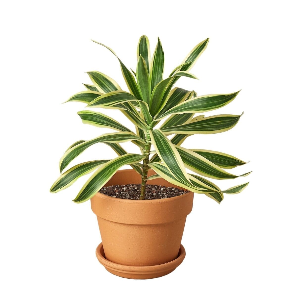 Dracaena 'Song of India'-Indoor Plants-Trendy Gardener