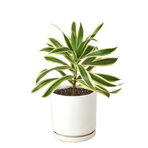 Dracaena 'Song of India'-Indoor Plants-Trendy Gardener