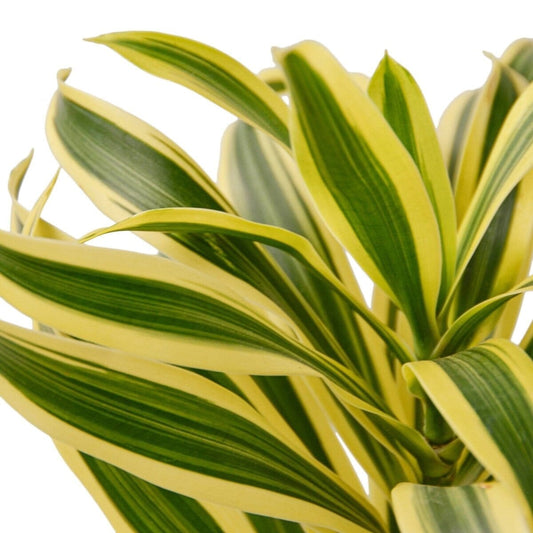 Dracaena 'Song of India'-Indoor Plants-Trendy Gardener