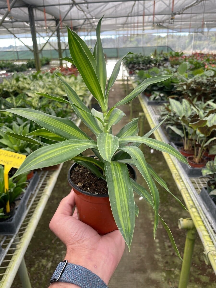 Dracaena 'Song of Jamaica'-Indoor Plants-Trendy Gardener