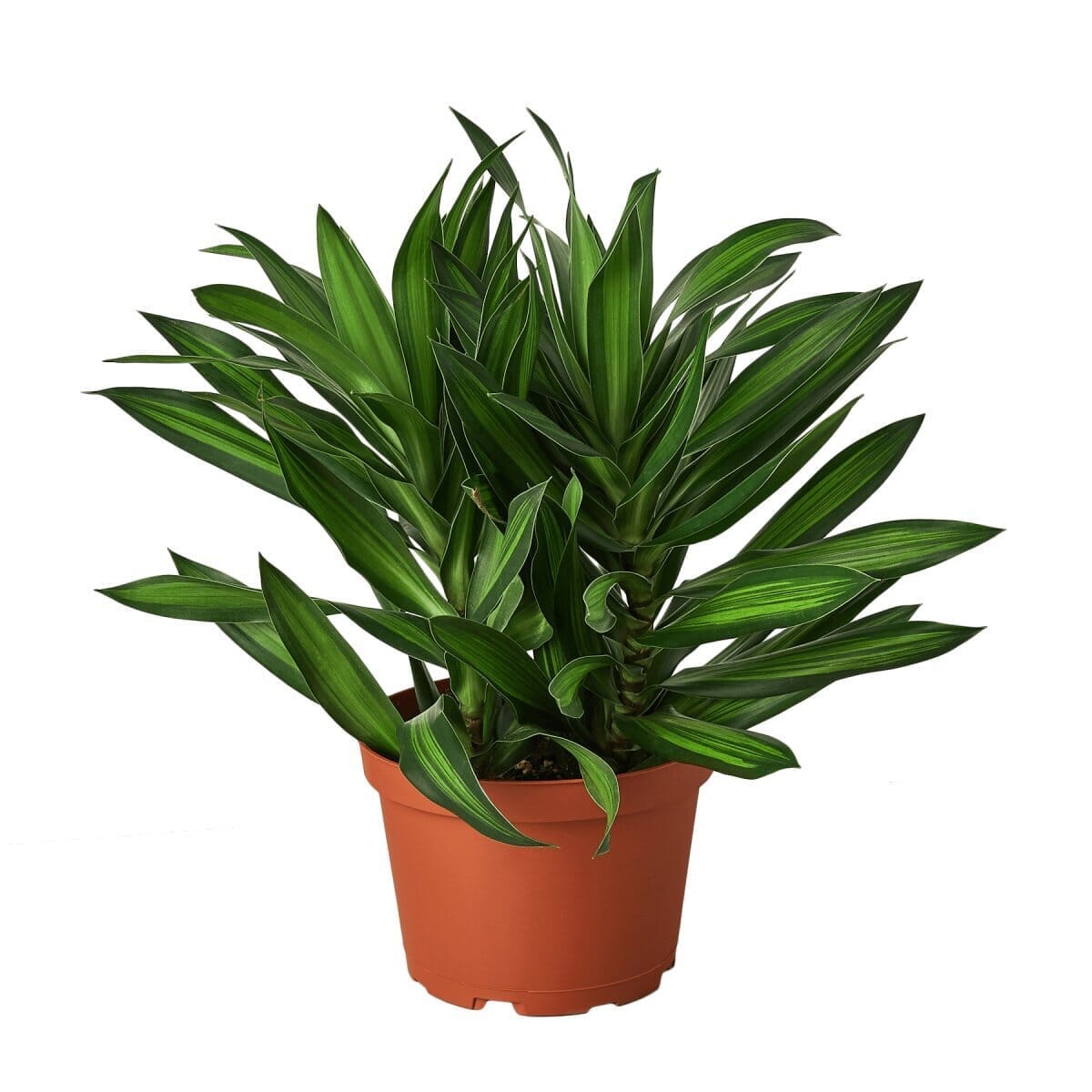 Dracaena 'Song of Jamaica'-Indoor Plants-Trendy Gardener