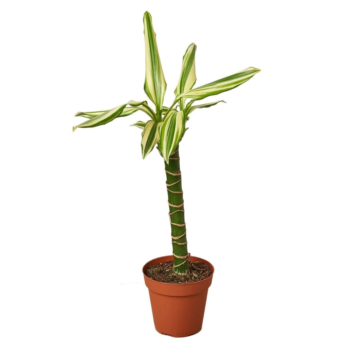 Dracaena 'Sted Sol Cane'-4" Plant-Trendy Gardener