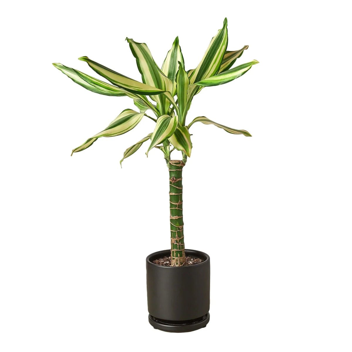 Dracaena 'Sted Sol Cane'-4" Plant-Trendy Gardener