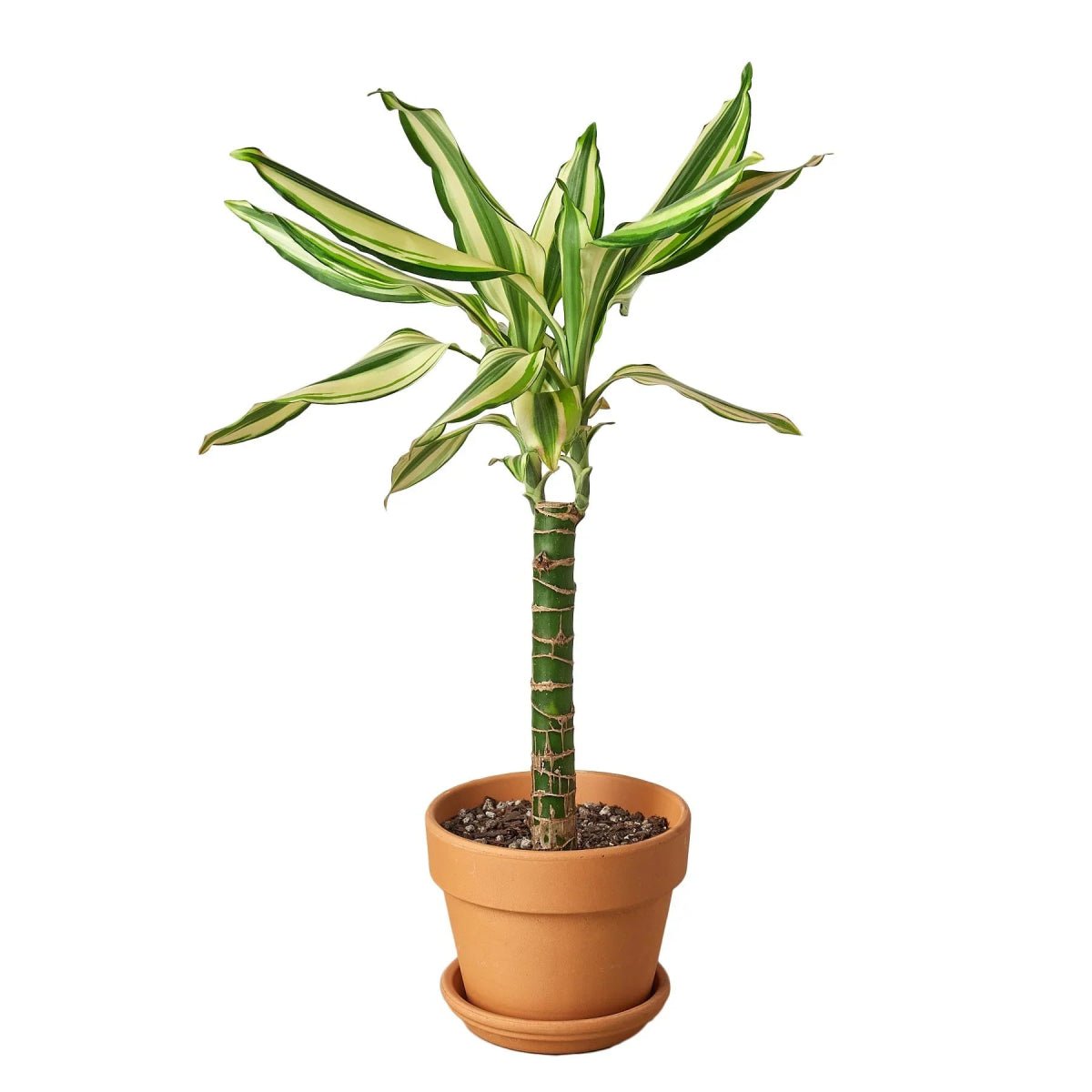 Dracaena 'Sted Sol Cane'-4" Plant-Trendy Gardener