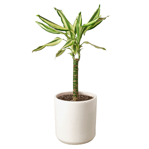 Dracaena 'Sted Sol Cane'-4" Plant-Trendy Gardener