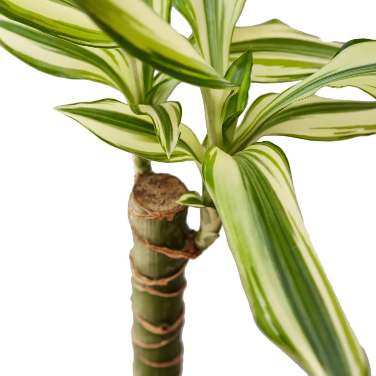 Dracaena 'Sted Sol Cane'-4" Plant-Trendy Gardener