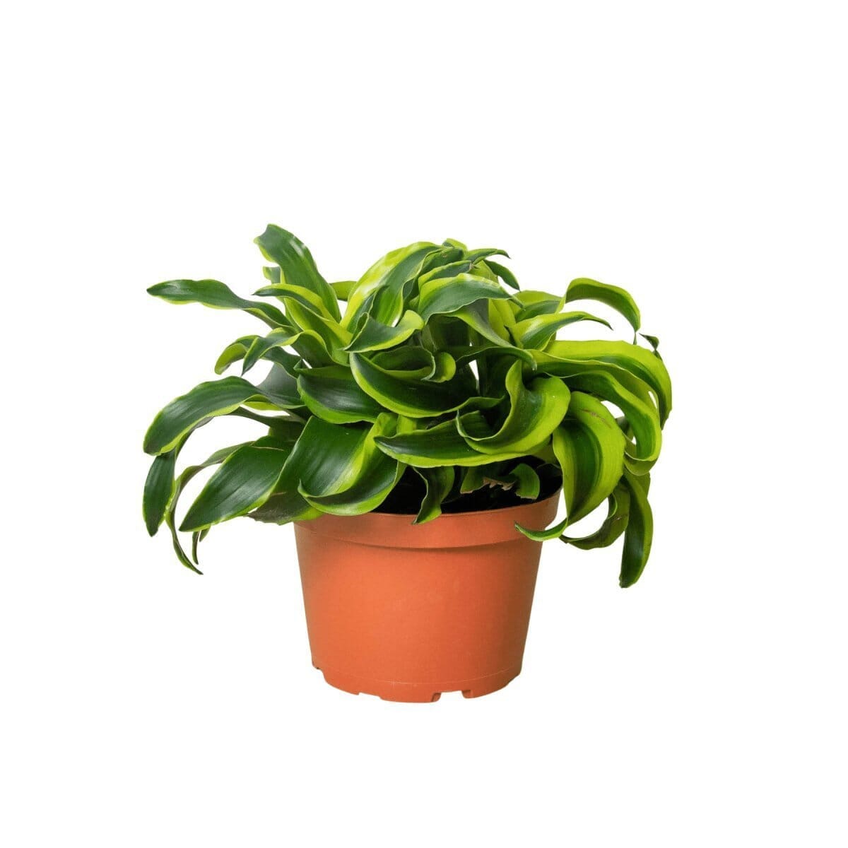 Dracaena 'Tornado'-Indoor Plants-Trendy Gardener