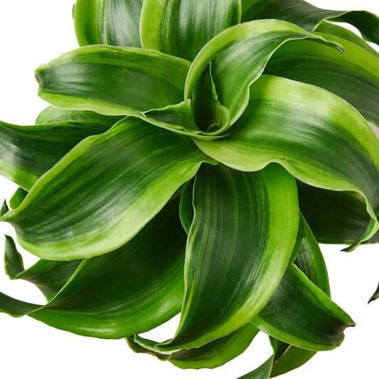 Dracaena 'Tornado'-Indoor Plants-Trendy Gardener