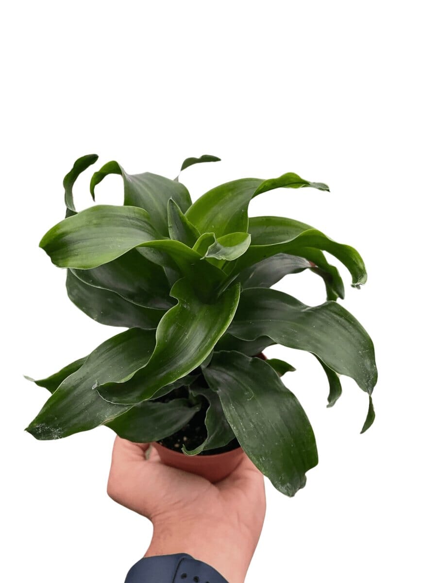 Dracaena 'Twister'-Indoor Plants-Trendy Gardener