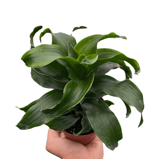 Dracaena 'Twister'-Indoor Plants-Trendy Gardener