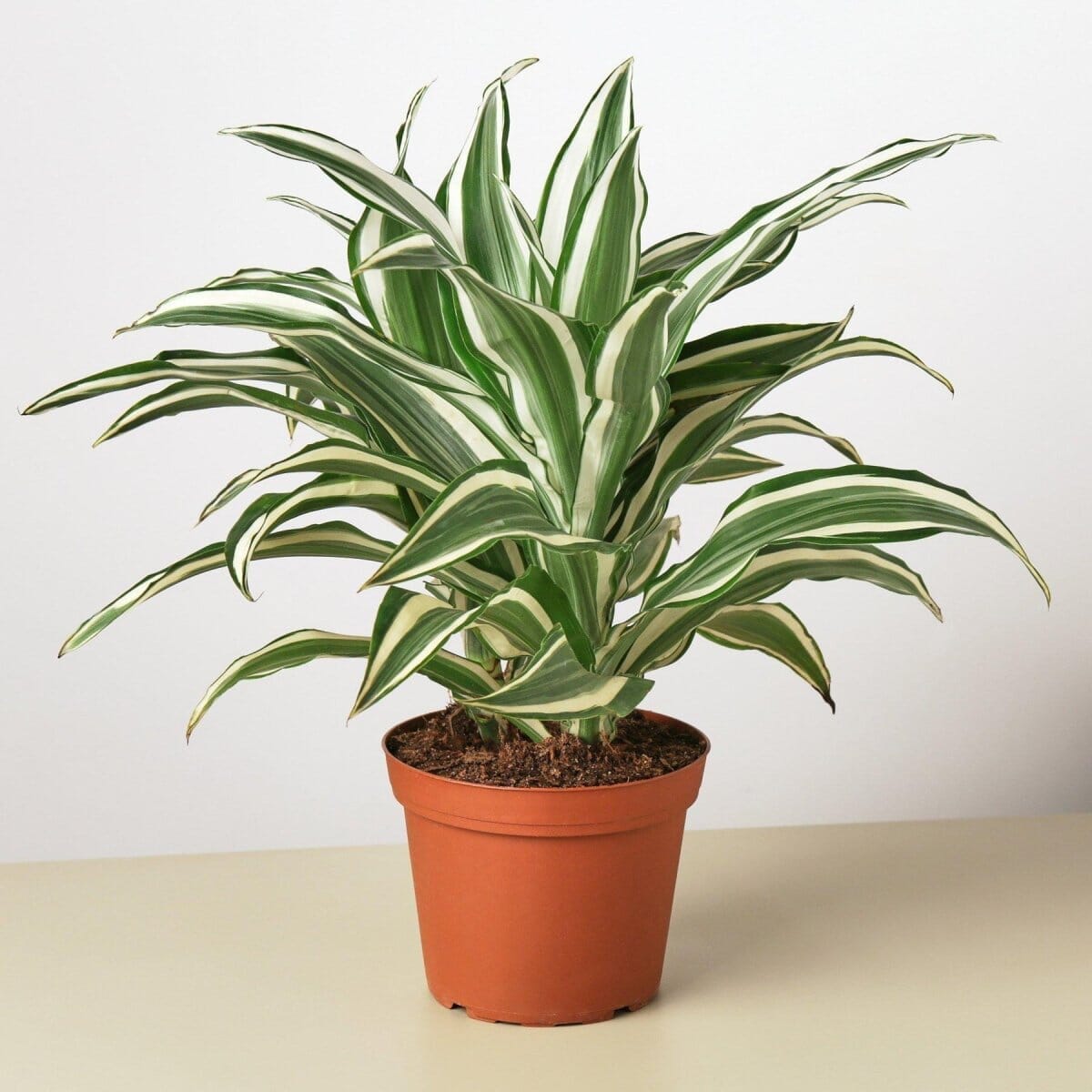 Dracaena 'Warneckii White Jewel'-Indoor Plants-Trendy Gardener