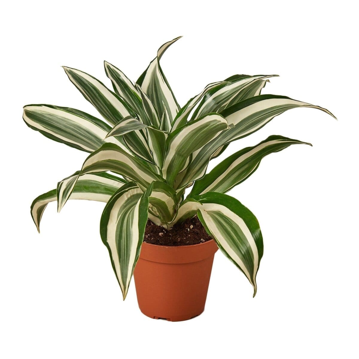 Dracaena 'Warneckii White Jewel'-Indoor Plants-Trendy Gardener