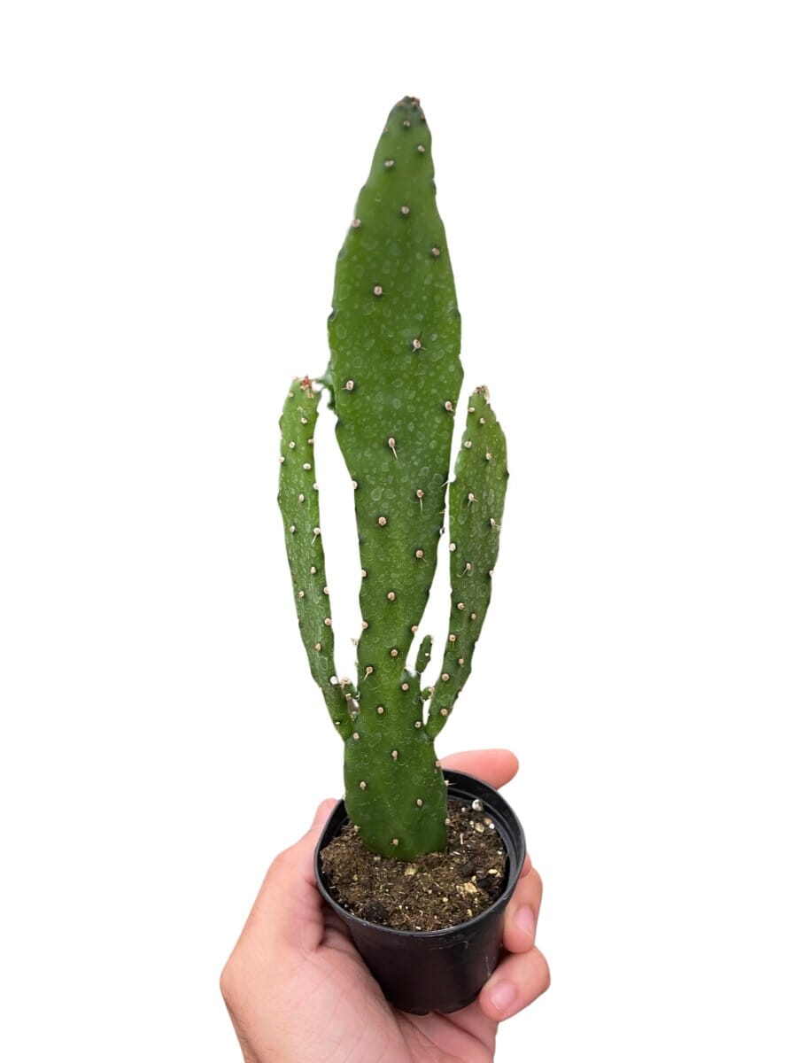 Drooping Prickly Pear Cactus-Indoor Plants-Trendy Gardener