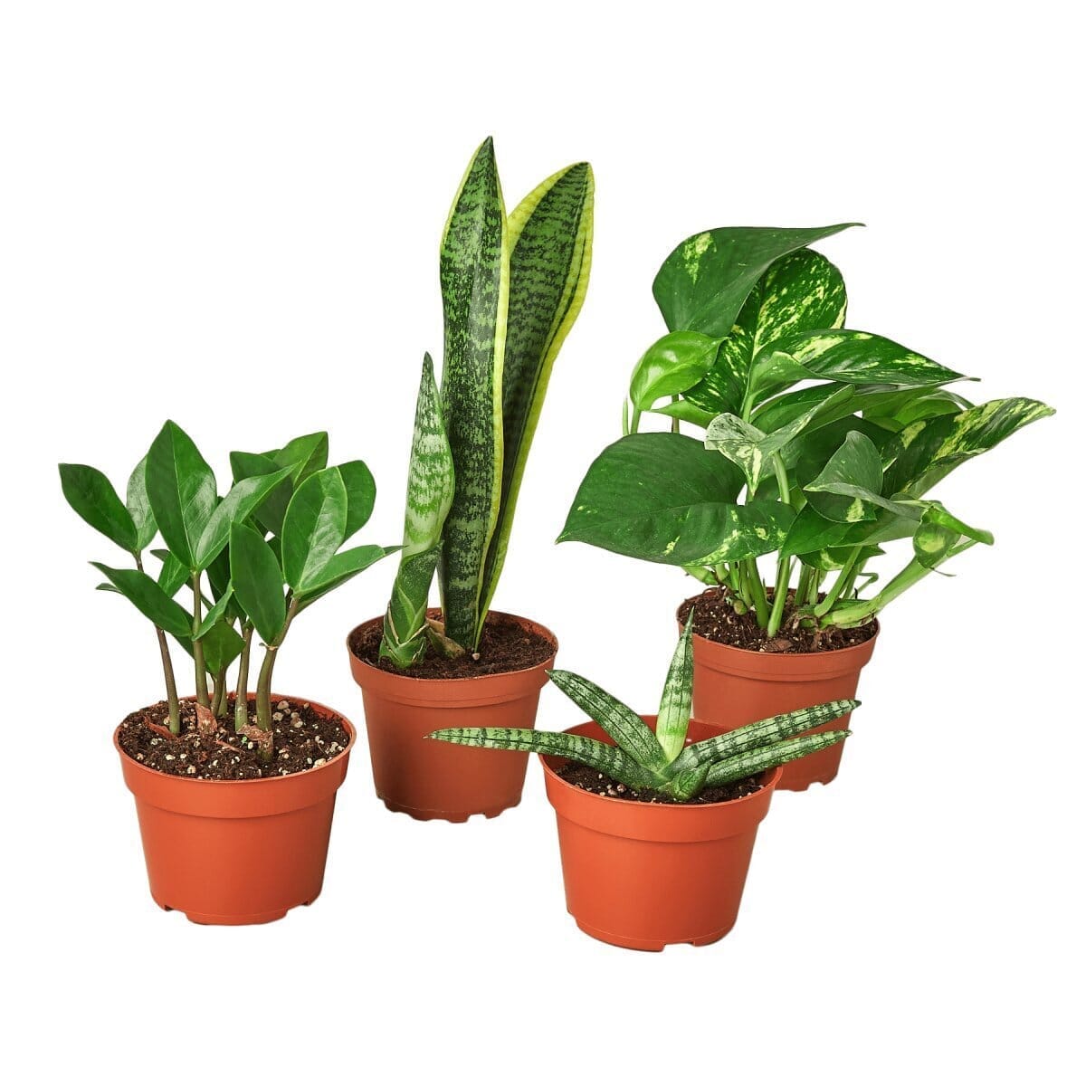 Easy Care Variety Bundle-Indoor Plants-Trendy Gardener